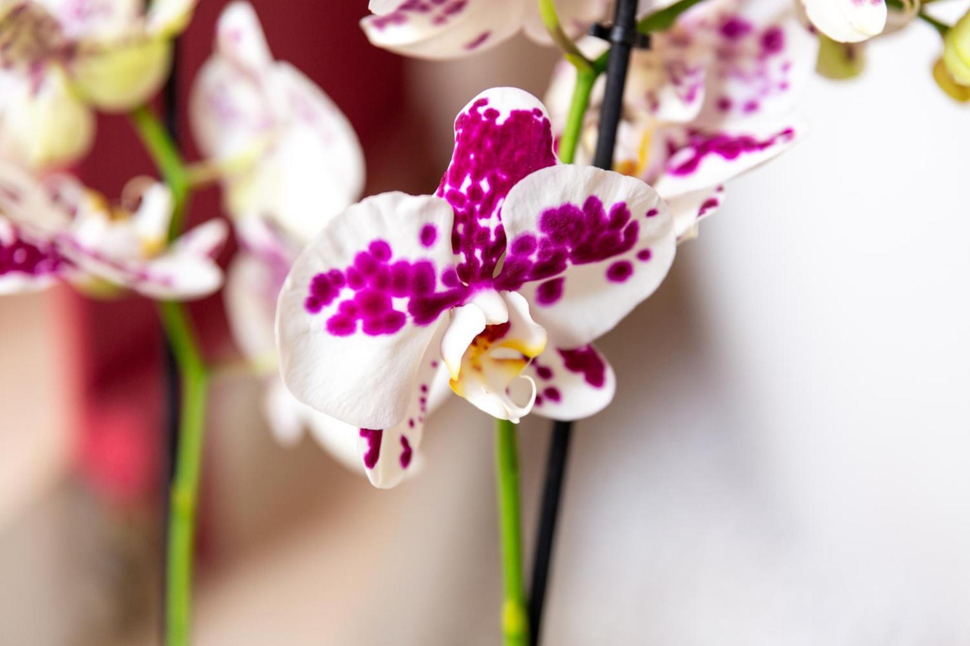 Châteauzen Madieres Phòng bức ảnh